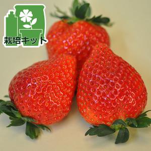 野菜の苗/いちご栽培セット（焼杉プランター小判型中）：
