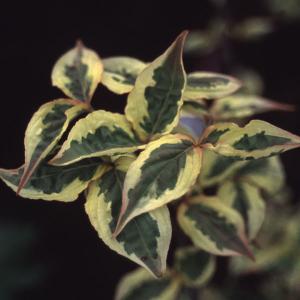 シンボルツリーに最適なヤマボウシの人気おすすめランキング15選 株立ち 鉢植え セレクト Gooランキング