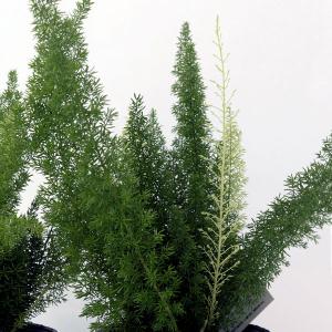 ハケア ラウリナ(ピンクッション) 花木苗 4.5号/1個売り オージー