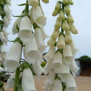 スノーホワイト花 花 ガーデニング の商品一覧 通販 Yahoo ショッピング