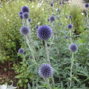 草花の苗 エキノプス（ルリタマアザミ） リトロ 3-3.5号ポット