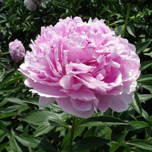 信州S.F 芍薬苗 信州S.F 芍薬苗 楽天市場】芍薬苗（シャクヤク苗