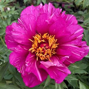 芍薬 鉢植えの商品一覧 通販 Yahoo ショッピング