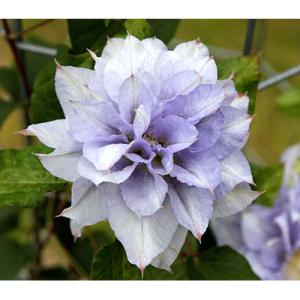 クリスマスローズ 開花苗 108 ノエル : 花郷園 KAGOEN NURSERY - 通販