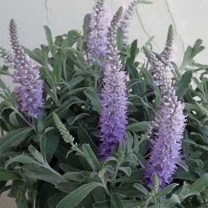 ベロニカ 花 白の商品一覧 通販 Yahoo ショッピング