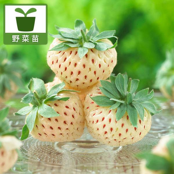 野菜の苗 イチゴ パインベリー3号ポット
