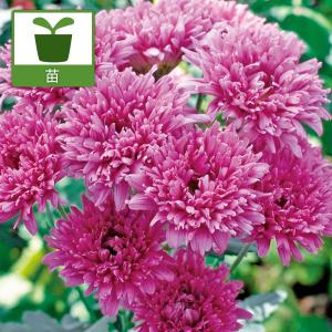 野菜の苗 サラダマム 花えびす3号ポットの商品画像