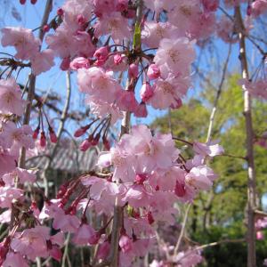 八重しだれ桜 （ ピンク ） 接ぎ木 4号鉢植え 八重紅枝垂 : 花と緑の