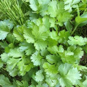 ハーブの苗 コリアンダー（パクチー）3号ポット