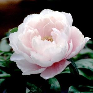 花木 庭木の苗/牡丹（ぼたん）：玉芙蓉（たまふよう）3年生苗6号ポット