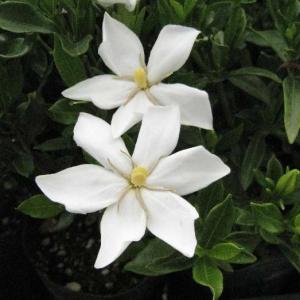 庭木苗:くちなし(梔子)クチナシ ゴールドメダル* 黄花 庭木苗:くちなし(梔子)クチナシ ゴールドメダル* 黄花