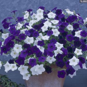 草花の苗/ペチュニア：サルサミックス バイオレット＆ピュアホワイト3.5号ポットの商品画像