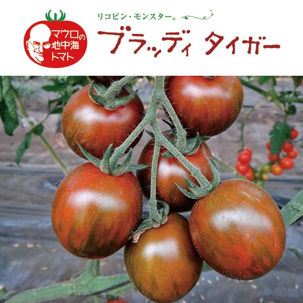 野菜の苗/トマト（ミニ・カラフル）：ブラッディタイガー3号ポット