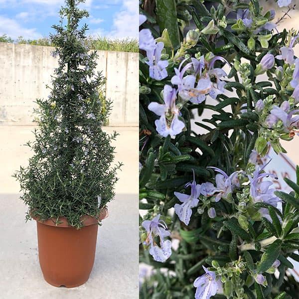 ハーブの苗 ツリー仕立てのローズマリー7号鉢植え高さ約70-80cm