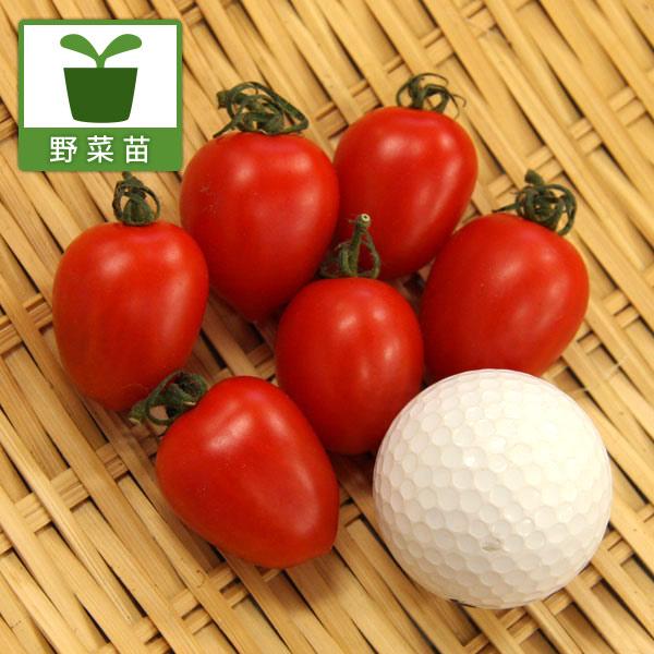 野菜の苗/ミニトマト：高糖度シュガープラム3号ポット12株セット