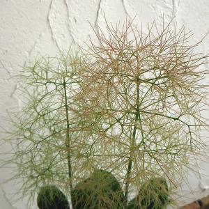 山野草・高山植物の苗 日本熊谷草（クマガイソウ） : 植物・園芸専門店