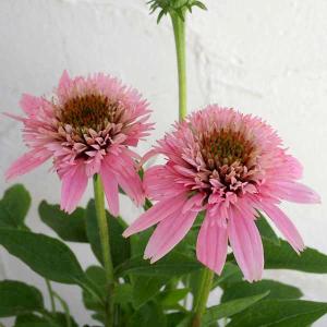 クレマチス 流星（りゅうせい）栽培セット 4.5号サイズ2年生ポット苗