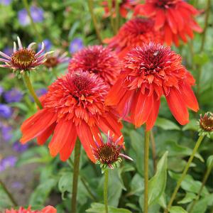 有用植物苗 エキナセア (品種見計らい・名称付) 2株/ 家庭菜園 家庭