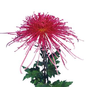 草花の苗 大菊管物(くだもの) 泉郷烈火(赤系)...の商品画像