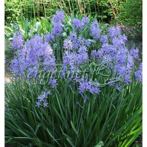 カマシア ライヒトリニー カエルレア4.5号ポット