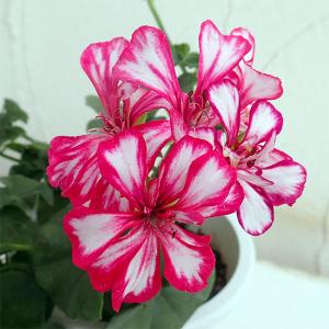 草花アイビーゼラニウム 花 ガーデニング の商品一覧 通販 Yahoo ショッピング