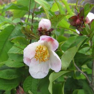 花木 庭木の苗/ナツツバキ（夏椿・シャラ）：夜明け前3.5号ポット