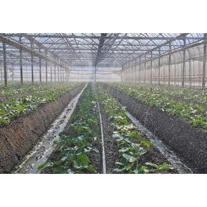 住化農業資材株式会社　スミチューブウエシタ　２００m巻　5個セット 5巻セット特価) 灌水チューブ スミチューブ ウエシタ 200m巻×5 住化