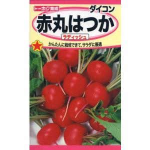 はつか大根の種　赤丸はつか　ラディッシュ　8ml　品番1151　種子　たね