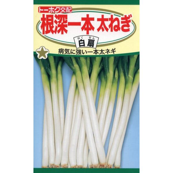 ネギの種　F1　根深一本太ねぎ　白扇　4.5ml　品番2235　種子　たね