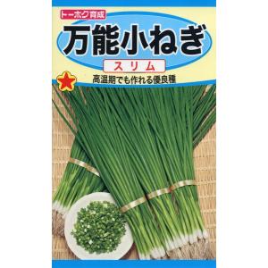 ネギの種 汐止めねぎ 4ml 品番2441 種子 たね : 園芸商人 - 通販