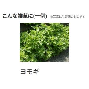 ネコソギトップF粒剤 5kgの詳細画像3
