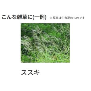 ネコソギトップF粒剤 5kgの詳細画像4
