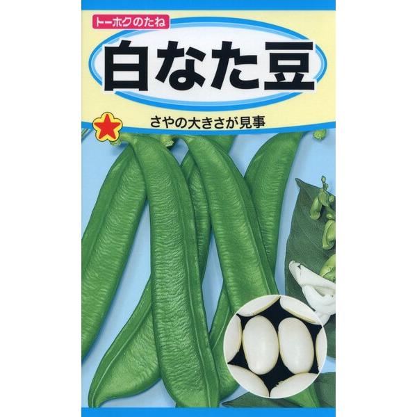 ナタマメの種　白なた豆　35ml　品番6361　種子　たね