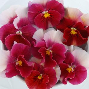 ビオラ 苗 花の苗 の商品一覧 苗 花 ガーデニング 通販 Yahoo ショッピング