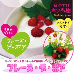 野菜苗 ワイルドストロベリー フレーズ・デ・ボア 9cmポット 1苗