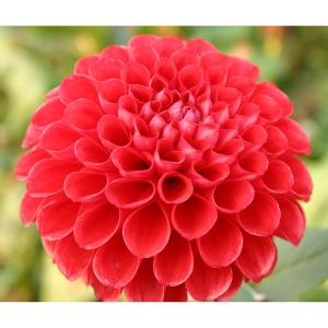 大和トウキ苗 3号鉢 〜ツーギー谷〜 : shop.ツーギー谷 - 通販