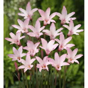 球根 26年4月上旬予約 ハブランサス チェリーピンク10球入り