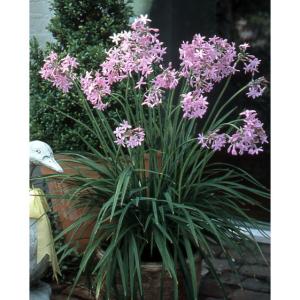 球根 26年4月下旬予約 ツルバキア ビオラセア1球入り