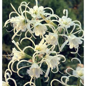 球根 26年4月上旬予約 ヒメノカリス(フェスタリス)1球入り