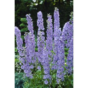 デルフィニウムピンク色の商品一覧 通販 Yahoo ショッピング