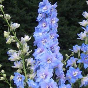 デルフィニウム 苗の商品一覧 通販 Yahoo ショッピング