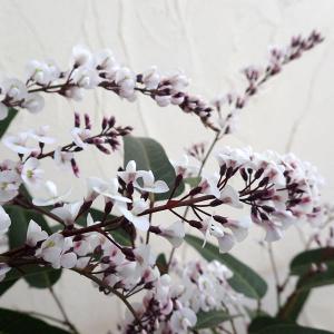 ハーデンベルギア 花 ガーデニング の商品一覧 通販 Yahoo ショッピング