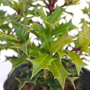 ヒイラギ 苗 常緑樹の植木 庭木 の商品一覧 苗木 植木 花 ガーデニング 通販 Yahoo ショッピング