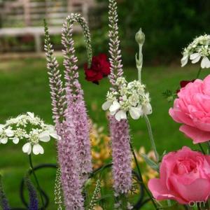 ベロニカ 花 ピンク 花 ガーデニング の商品一覧 通販 Yahoo ショッピング