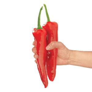 野菜の苗 26年4月下旬予約 フルーティーピーマン スイートパレルモ3号ポット