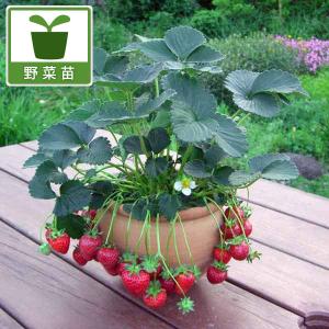 果樹苗】ジャボチカバ 苗木 中葉系 3号（9cm）ポット植え : 四国