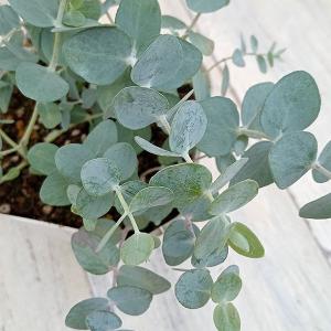 ディクソニア アンタルクティカ 4号ポット苗 爆買 : 苗木部 花ひろば