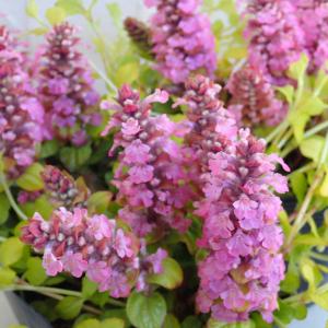 アジュガ ピンクの商品一覧 通販 Yahoo ショッピング