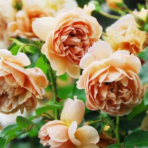 バラの苗アプリコット色 四季 花の苗 の商品一覧 苗 花 ガーデニング 通販 Yahoo ショッピング
