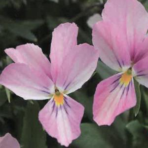 ビオラ 苗の商品一覧 通販 Yahoo ショッピング